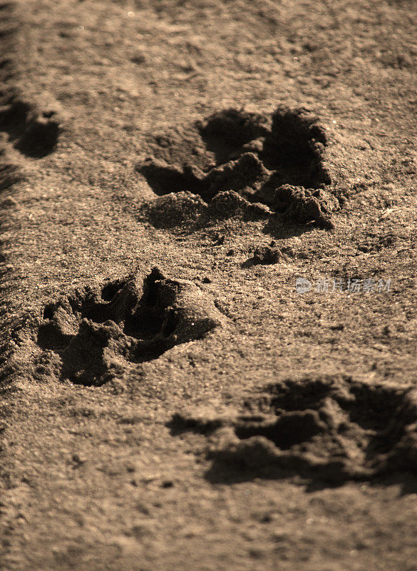 狗爪印在泥土上