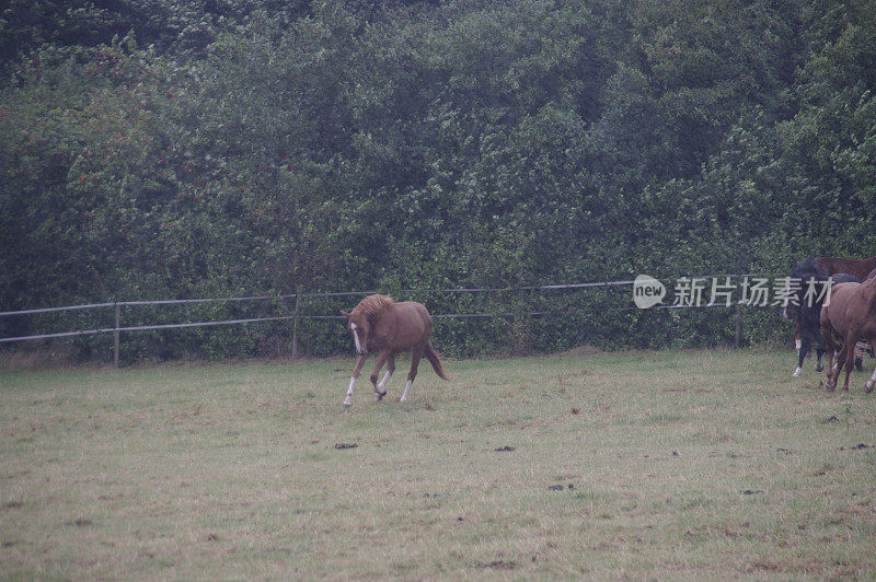 雨中的马