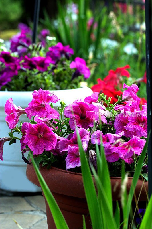 佩妮在花园里的花盆里种东西。花园里的花盆里长着鲜艳的矮牵牛花。花园的花的概念。