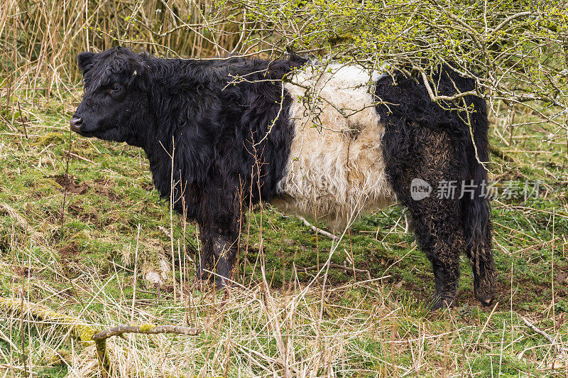 苏格兰西南部邓弗里斯和加洛韦的肉牛