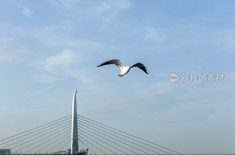 野生海鸥飞过土耳其伊斯坦布尔的博斯普鲁斯海峡