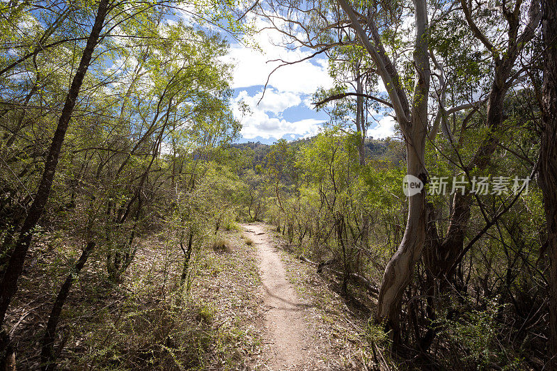 一条崎岖不平的土路蜿蜒穿过一片崎岖不平的森林