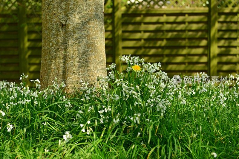 白蒜野花，英国