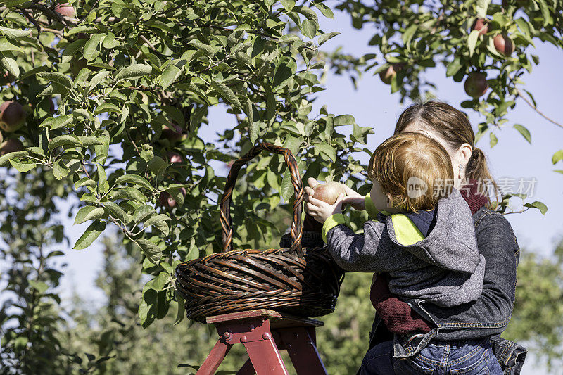 年轻的母亲和她的儿子在果园里摘苹果