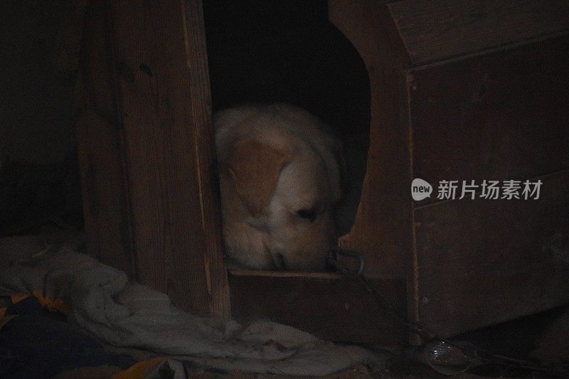 一个老人晚上睡在狗窝里