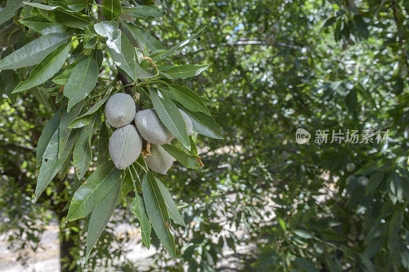 加利福尼亚中部果园里成熟的杏仁特写