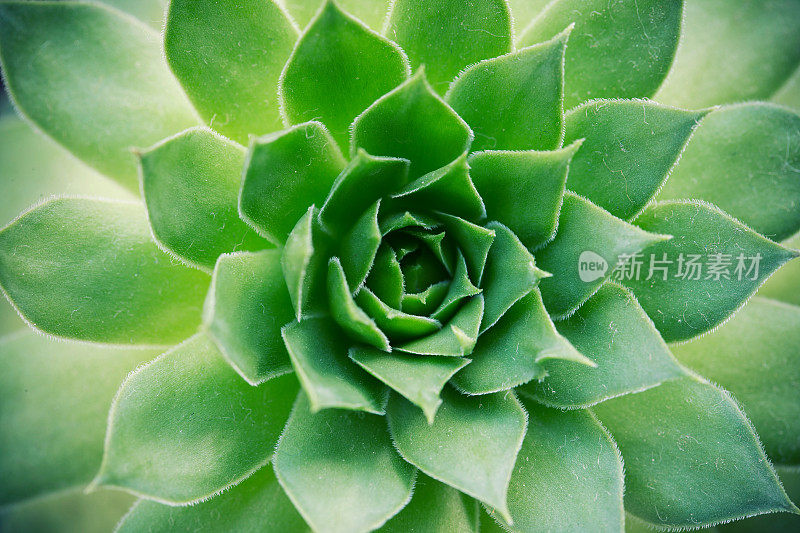 肉质植物背景的特写