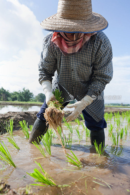 种植水稻幼苗。