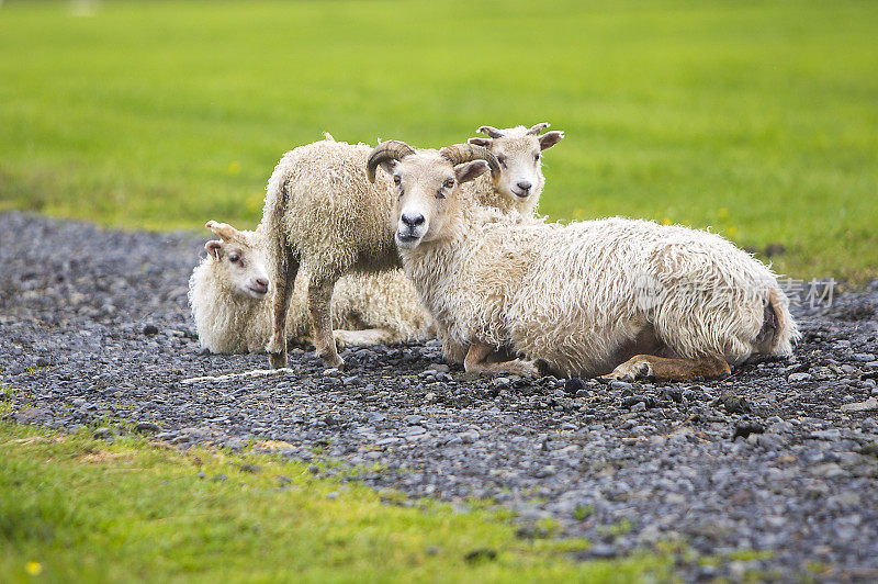 绵羊,动物