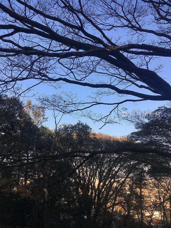 宽阔的铺有树木的院子，在日落的光照亮的背景