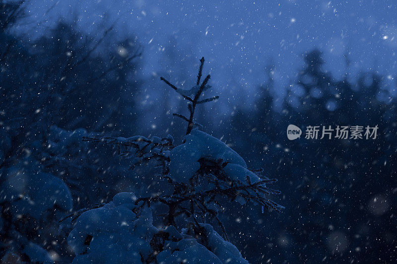 雪在夜里飘落