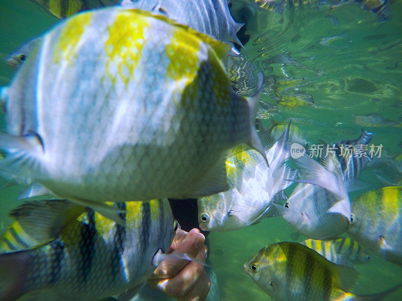 美丽的天然泳池在波尔图德加林哈斯，伯南布哥，巴西。