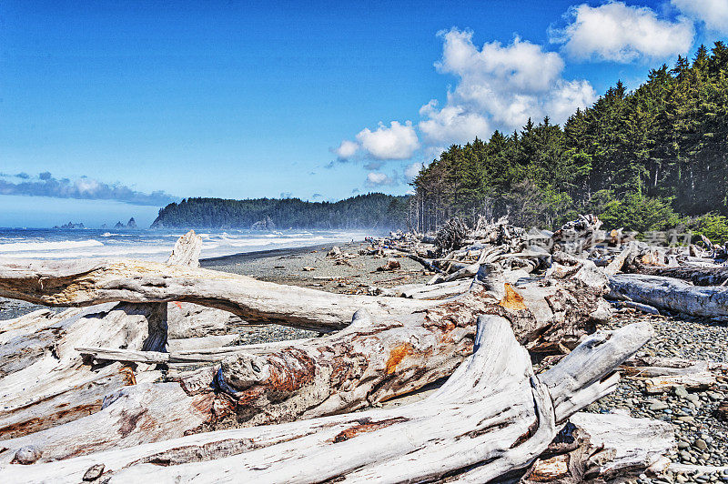 里阿尔托海滩与浮木和风景