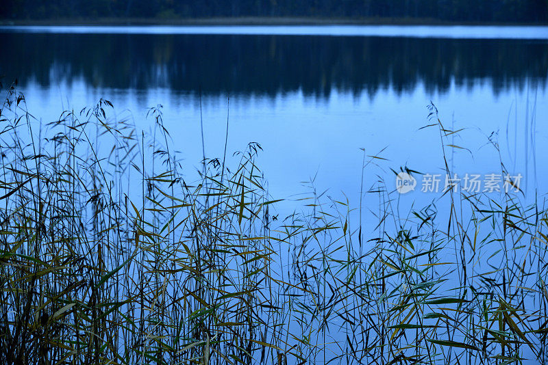 瑞典清澈宁静的湖面上的水草