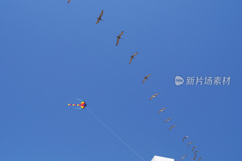 飞翔的风筝与海鸥在一个夏天的蓝天背景