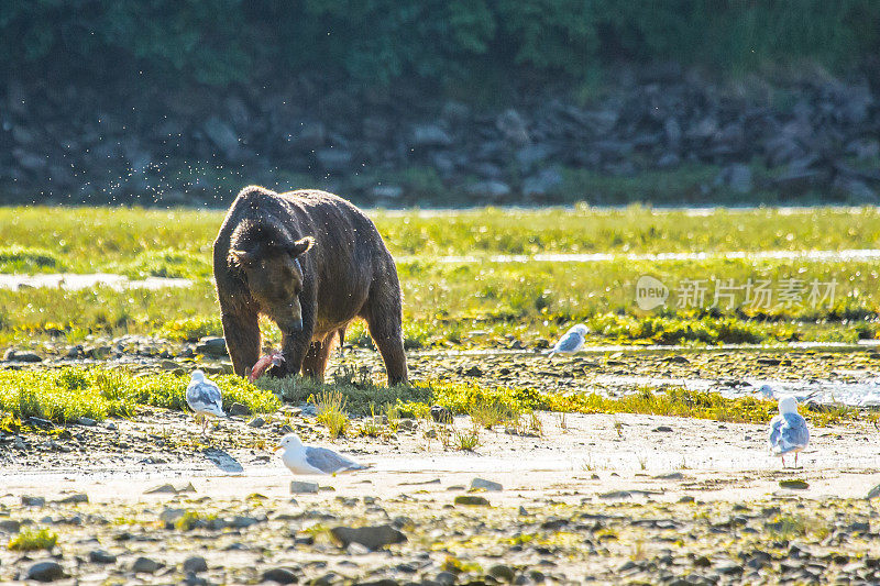 熊在阿拉斯加吃鱼