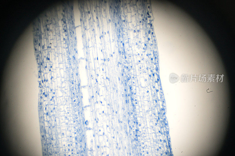 在光镜下观察玉米根