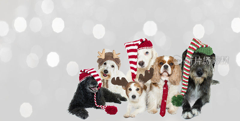 可爱的狗狗圣诞横幅。六只狗狗戴着圣诞老人，小精灵，条纹，驯鹿帽和领带对灰色背景散焦叠加。
