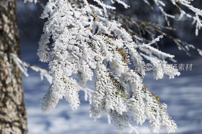 云杉树枝上的雪花