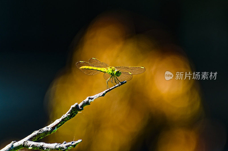 普通飞镖(纹状合峰)蜻蜓。