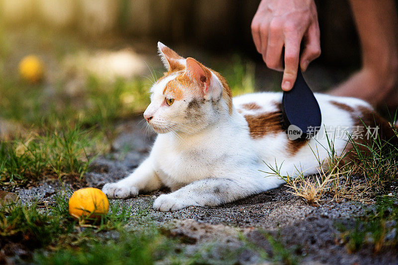 一个十几岁的男孩正在给一只脏兮兮的宠物猫梳理掉落的柠檬