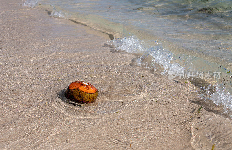 加勒比海海滩上的椰子壳