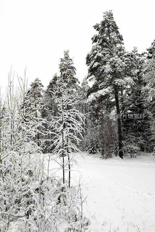 神奇的雪覆盖了树木。美丽的冬天的风景