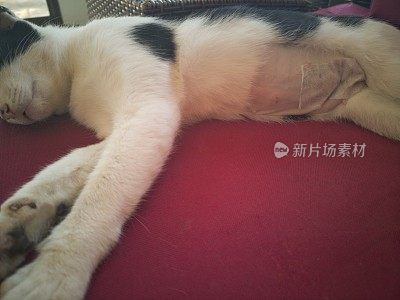 猫子宫切除绝育术后恢复