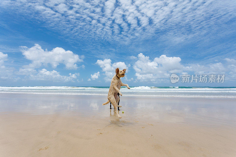 两只快乐的狗在宠物友好的原始海滩上玩耍