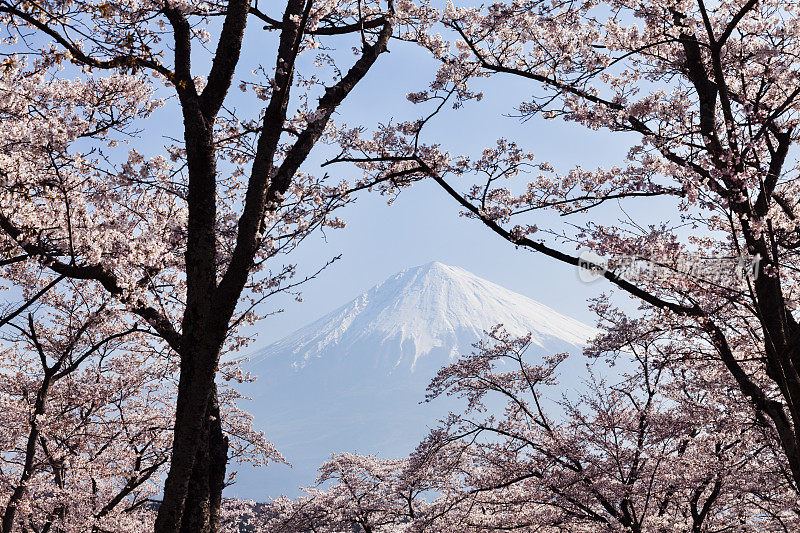 富士山穿过粉红色的樱花树