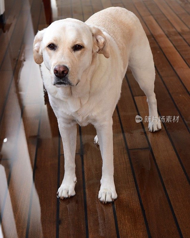 船上甲板上的拉布拉多寻回犬