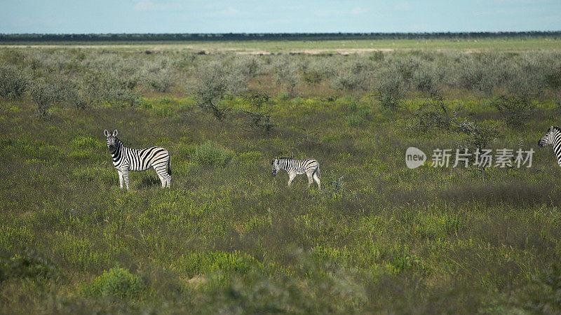 两匹斑马穿过大草原