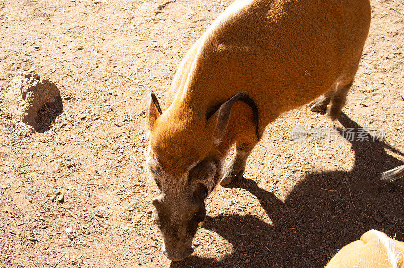 科罗拉多州圈养的红河野猪在觅食