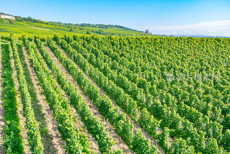 葡萄园在低森林纪念碑纪念碑Rüdesheim，德国