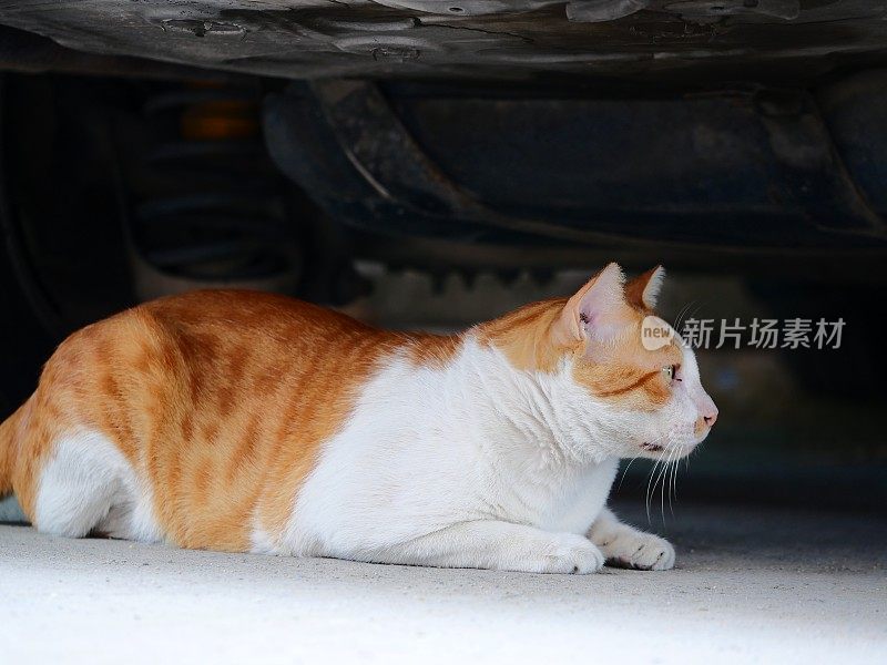 流浪猫宝宝真可悲