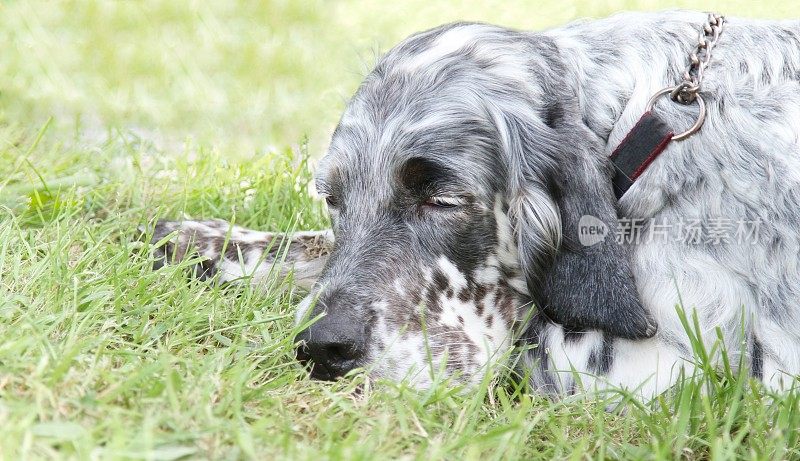 英国赛特犬睡觉