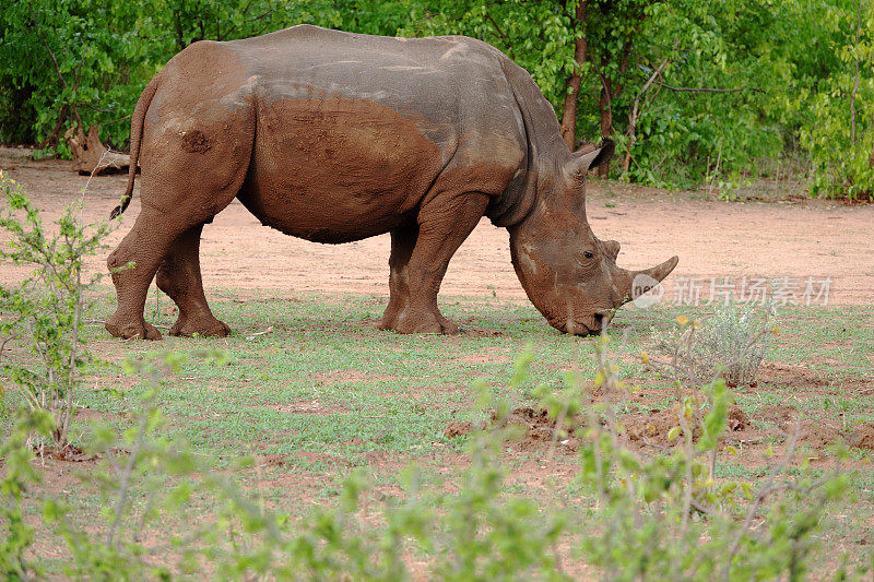 在赞比亚Mosi-Oa-Tunya国家公园里，白犀牛正在吃草
