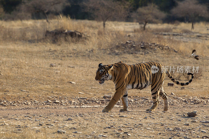 孟加拉虎，Ranthambore，印度。