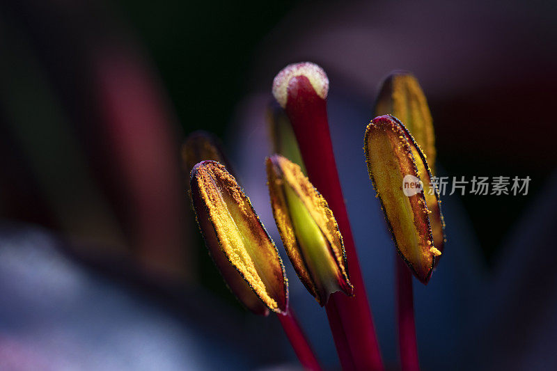 紫百合的雄蕊