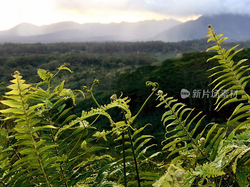 夏威夷考艾岛，郁郁葱葱的Makaleha山