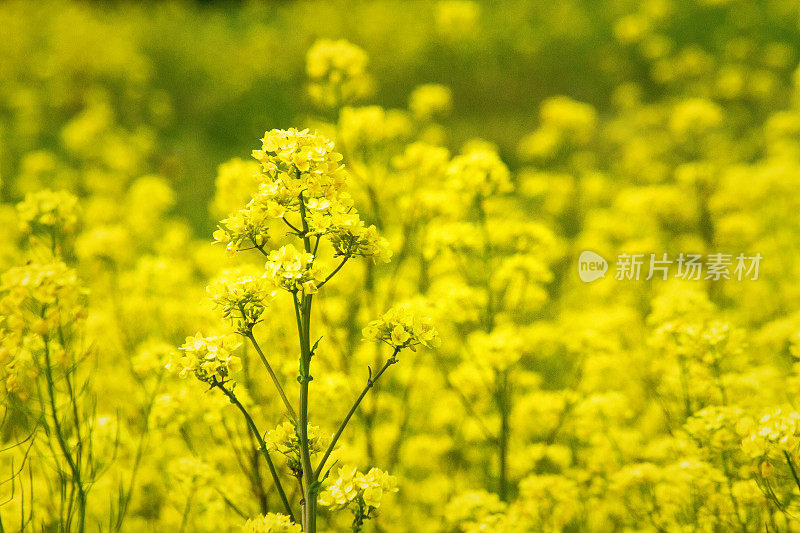 野生芥菜(芸苔属)植物在花