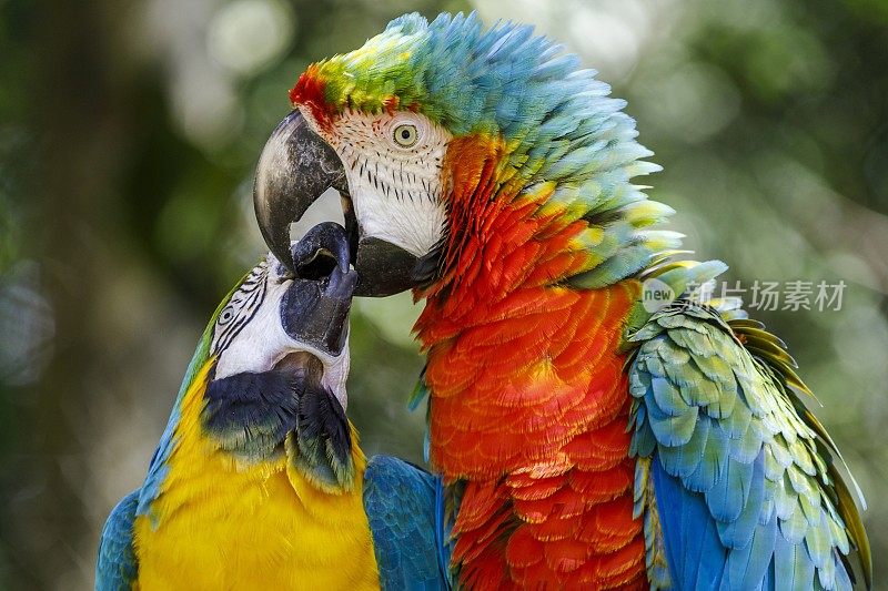 巴西潘塔纳尔，两只鹦鹉在大自然中亲吻——热带鹦鹉夫妇