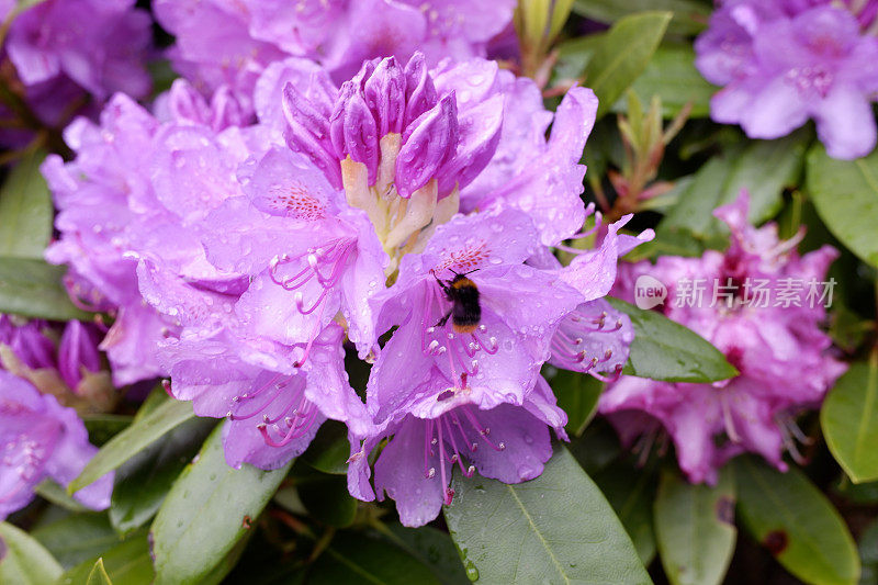 雨后的杜鹃花五彩缤纷