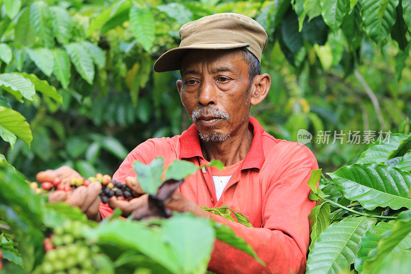 印度尼西亚西爪哇库宁安区成熟的咖啡豆