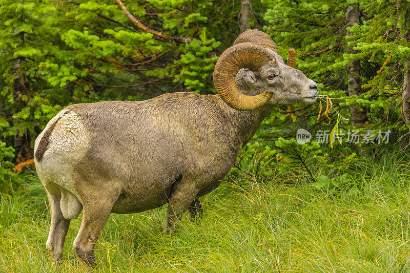 美国蒙大拿冰川国家公园的大角羊