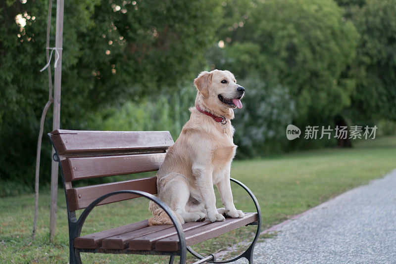 金毛猎犬坐在公园的长椅上