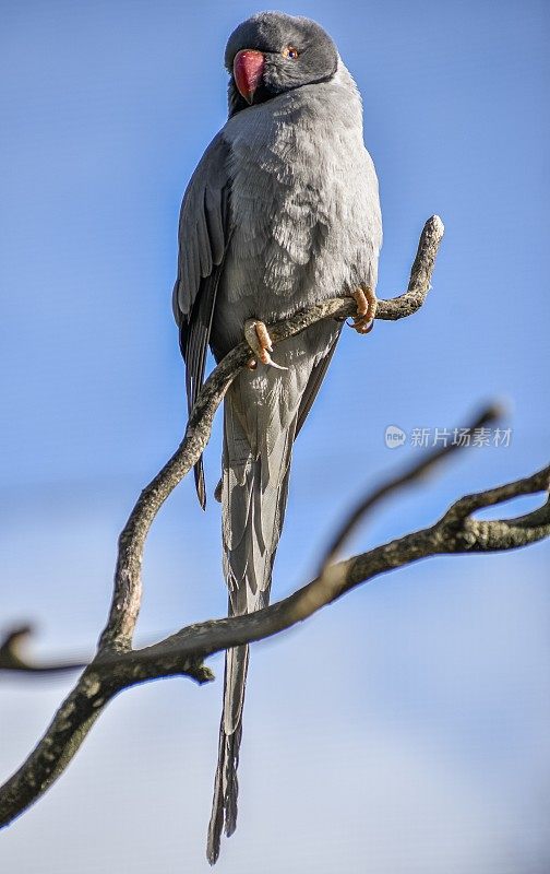 栖息在灰色树枝上的长尾小鹦鹉