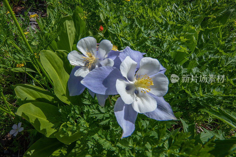 洋基男孩盆地的耧斗菜野花