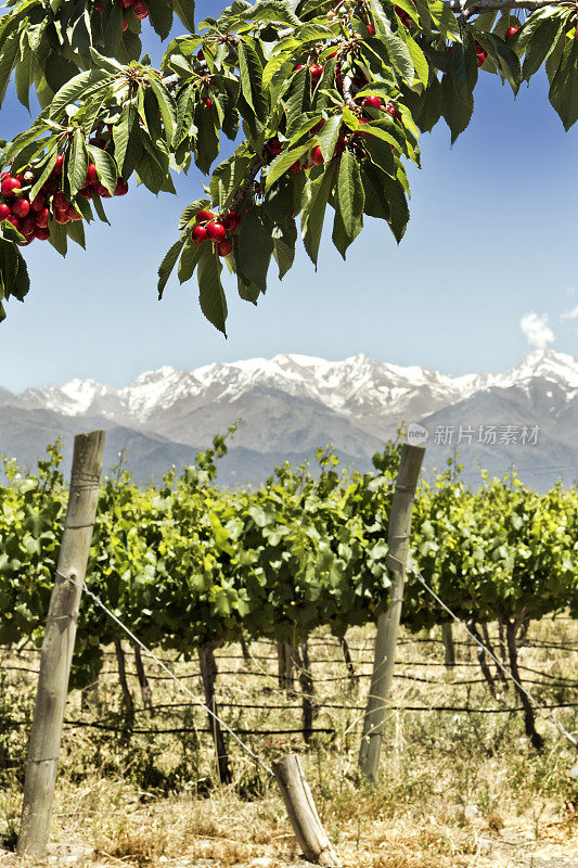 阿根廷门多萨Tupungato葡萄园的樱桃枝和水果的背景。