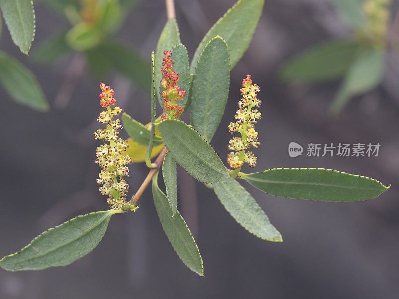 科利瓜伊灌木的新兴花和叶